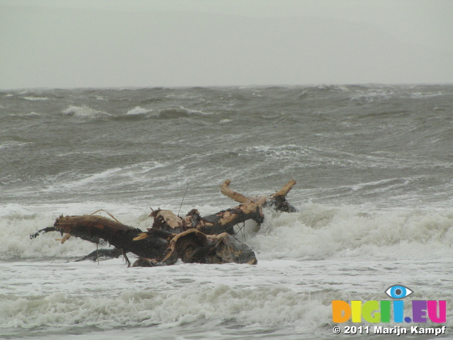 SX17211 Big tree in surf on Llantwit Major beach